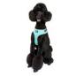 Preview: DOOG Neoflex Harness RIN TIN TIN Gr. S